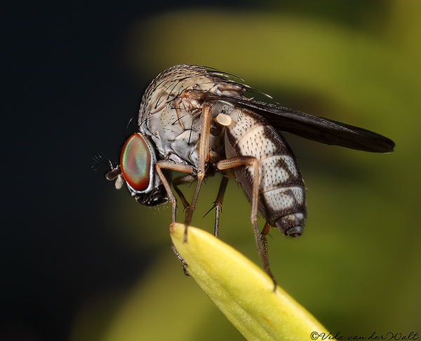 img-487-diptera.jpg