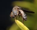 img-487-diptera_t1.jpg