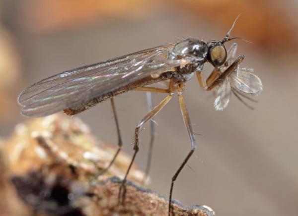 2009-06-27_0034trichopezahabitus.jpg