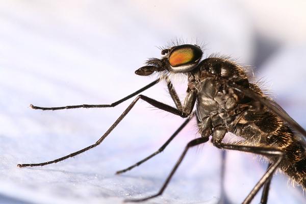 dipterainfoimg_8315_1.jpg