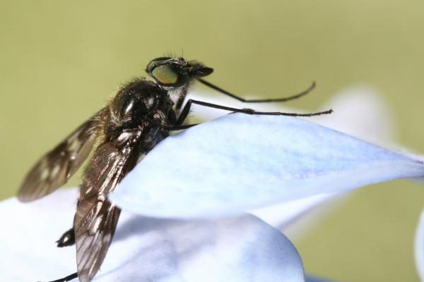 dipterainfoimg_8319.jpg