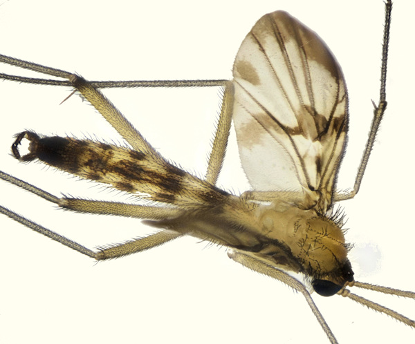 macrocera_fascipennis_1.jpg