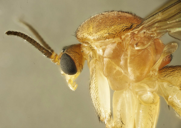 orfelia_sp_female_3.jpg