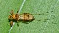 ceratopogonidae-dorsal-amazonas-jun2011_t1.jpg