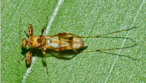 ceratopogonidae-dorsal-amazonas-jun2011.jpg