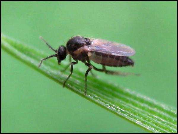 fly17-10-11.jpg