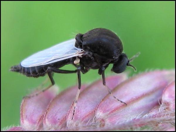 fly22-6-09.jpg