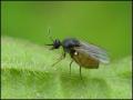 fly27-5-10_t1.jpg