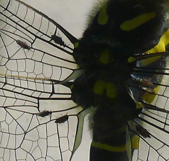 zzz250619-047.jpg