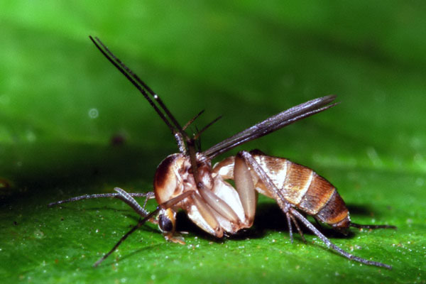 mycetophilidae.jpg