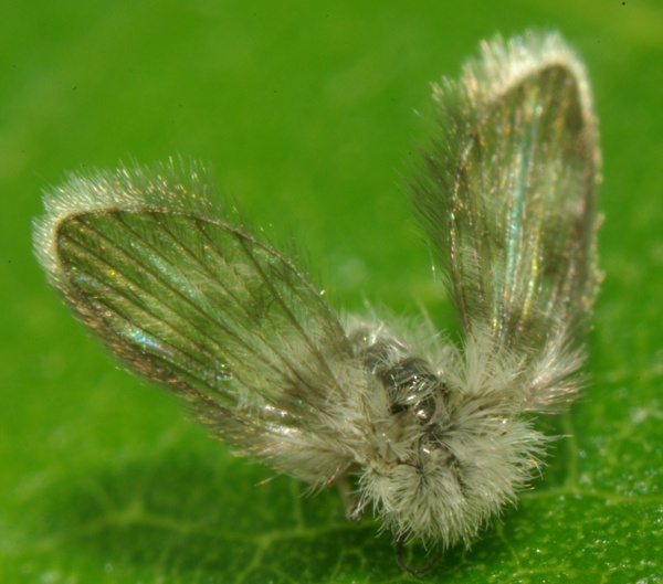 pericoma_sp_female_1.jpg