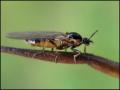 fly14-10-12a_t1.jpg