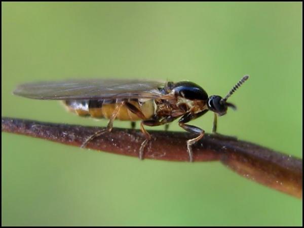 fly14-10-12a.jpg