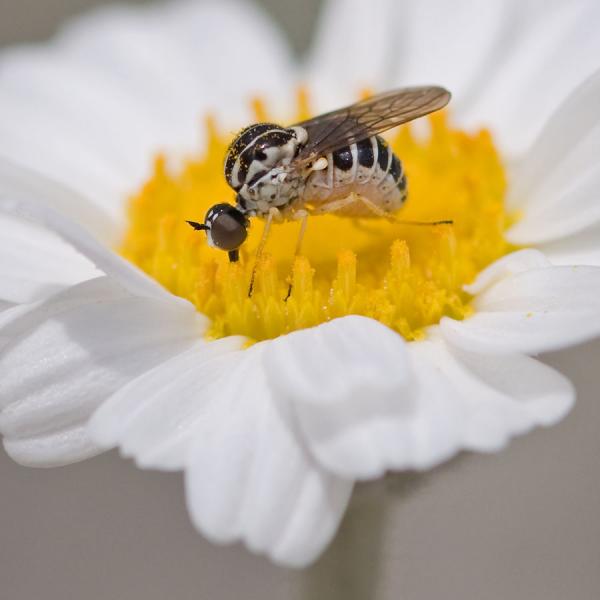 platypygus_chrysanthemi3.jpg