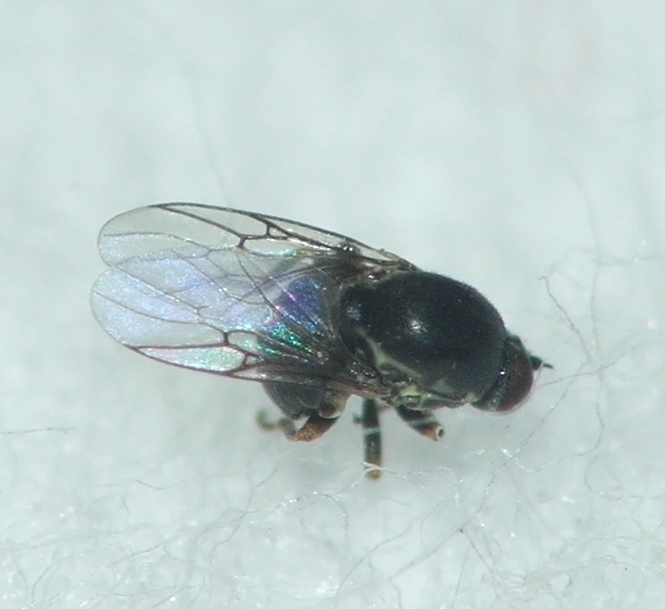 Mythicomyiidae: Glabellula sufflava (1)