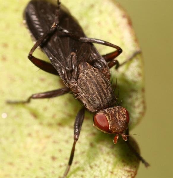 pelidnopteranigripennis5.jpg