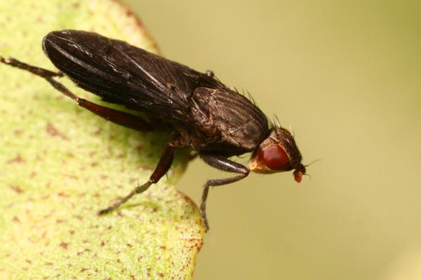 pelidnopteranigripennis6.jpg