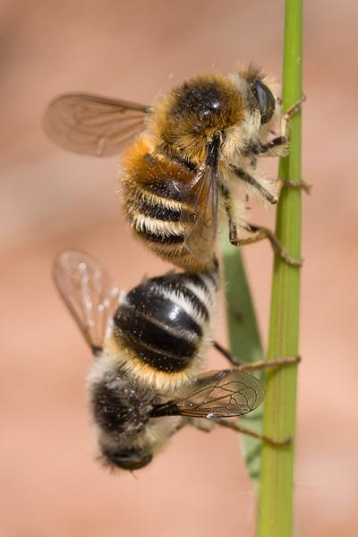 nemestrinidae_fallenia_fasciata_copula1.jpg