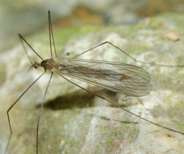 dicranota_paradicranota_pavida_cf_female_a1590_p0131.jpg