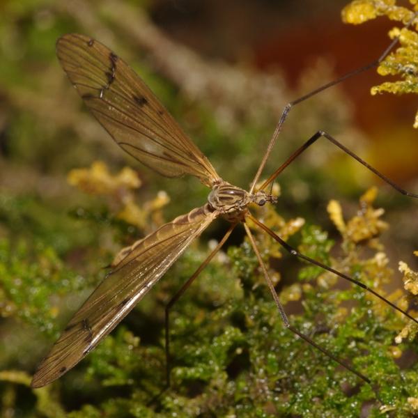 pedicia_amalopis_occulta_cf_female_pf3166.jpg