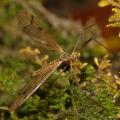 pedicia_amalopis_occulta_cf_female_pf3166_t1.jpg