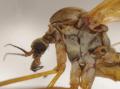 pedicia_amalopis_occulta_cf_female_pf3274_t1.jpg